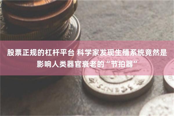 股票正规的杠杆平台 科学家发现生殖系统竟然是影响人类器官衰老的“节拍器”